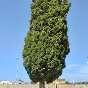 L'albero , Mazara del Vallo Italia